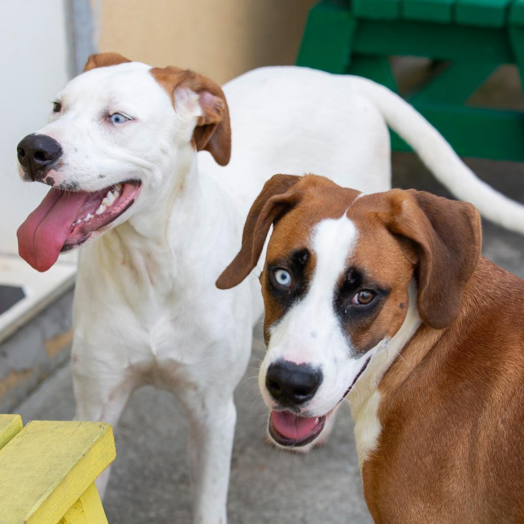 Enlarge Reinhardt, a Adoptable Mixed Breed in Cartersville, GA image 4/5
