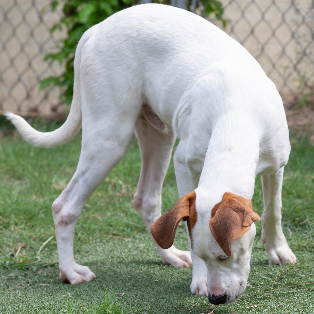 Enlarge Reinhardt, a Adoptable Mixed Breed in Cartersville, GA image 5/5