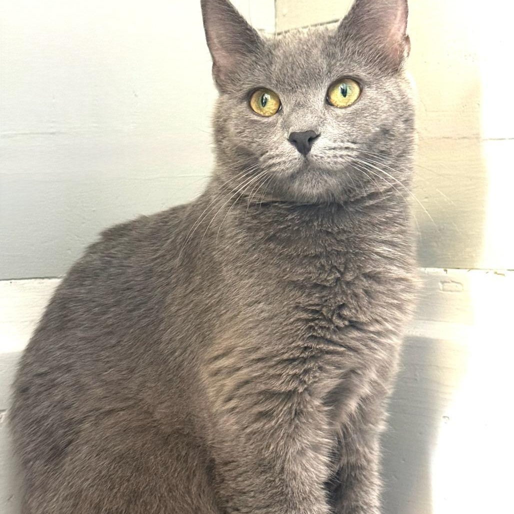 Enlarge Stella, a ADOPTABLE Domestic Short Hair in Greensburg, PA image 3/5