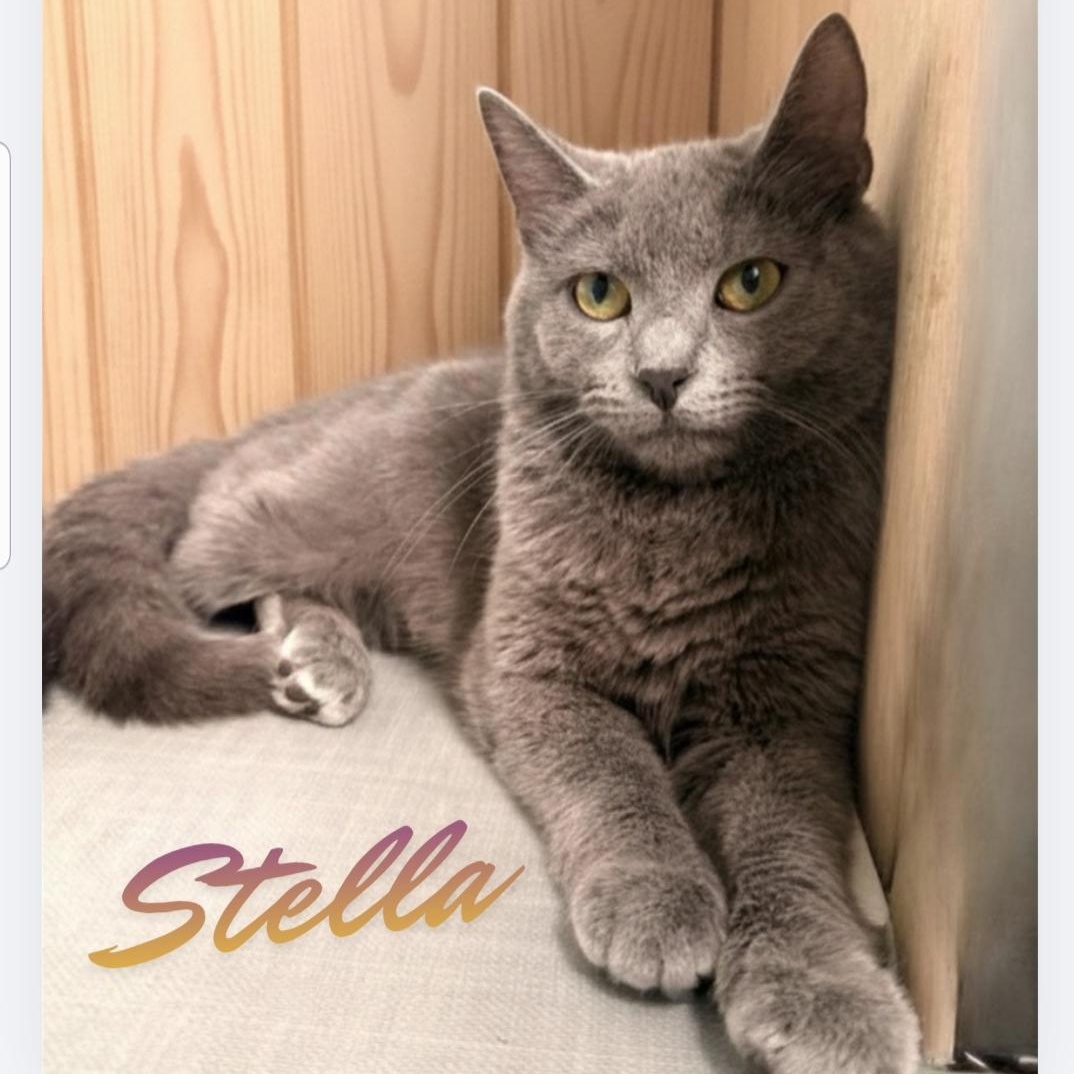 Enlarge Stella, a ADOPTABLE Domestic Short Hair in Greensburg, PA image 1/5
