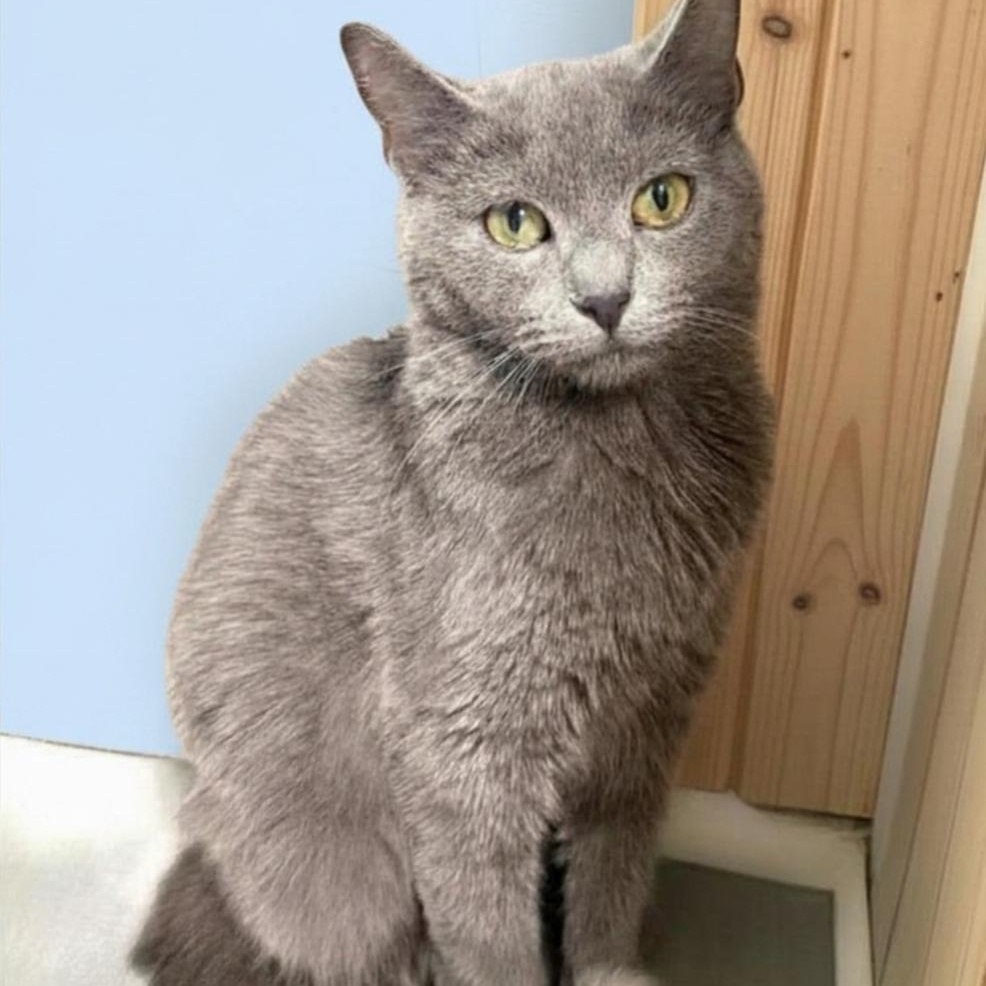 Enlarge Stella, a ADOPTABLE Domestic Short Hair in Greensburg, PA image 4/5