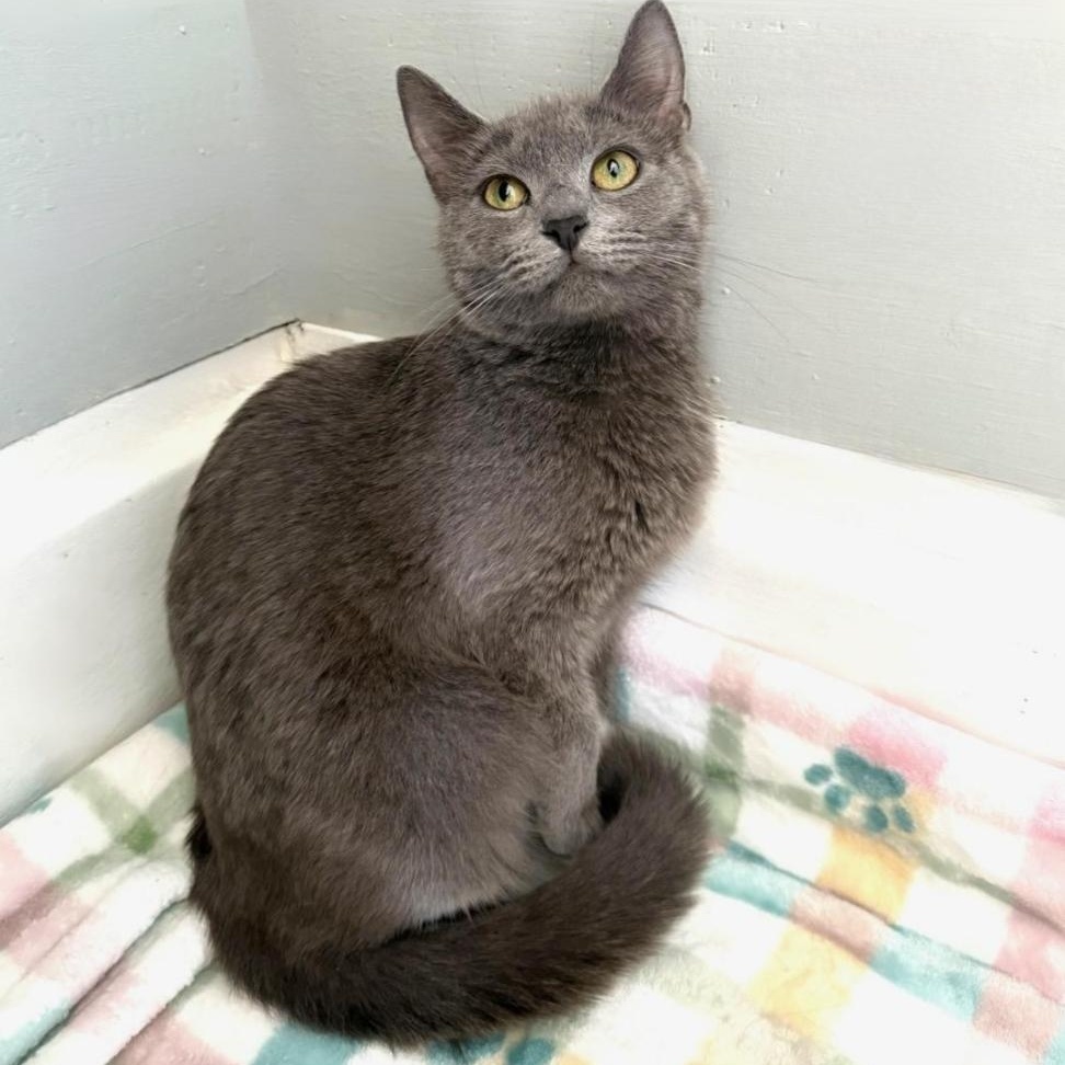 Enlarge Stella, a ADOPTABLE Domestic Short Hair in Greensburg, PA image 5/5