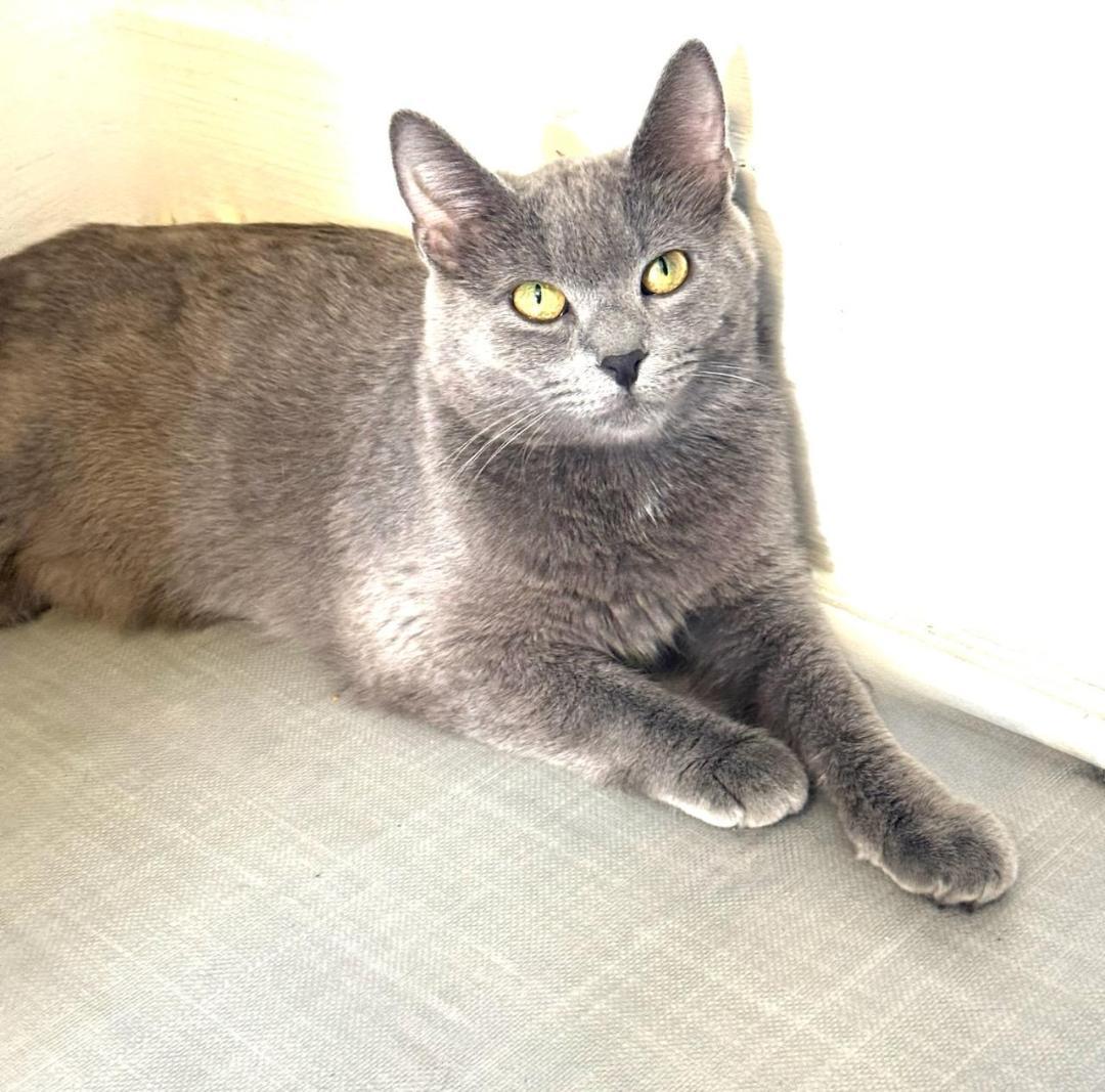 Enlarge Stella, a ADOPTABLE Domestic Short Hair in Greensburg, PA image 2/5