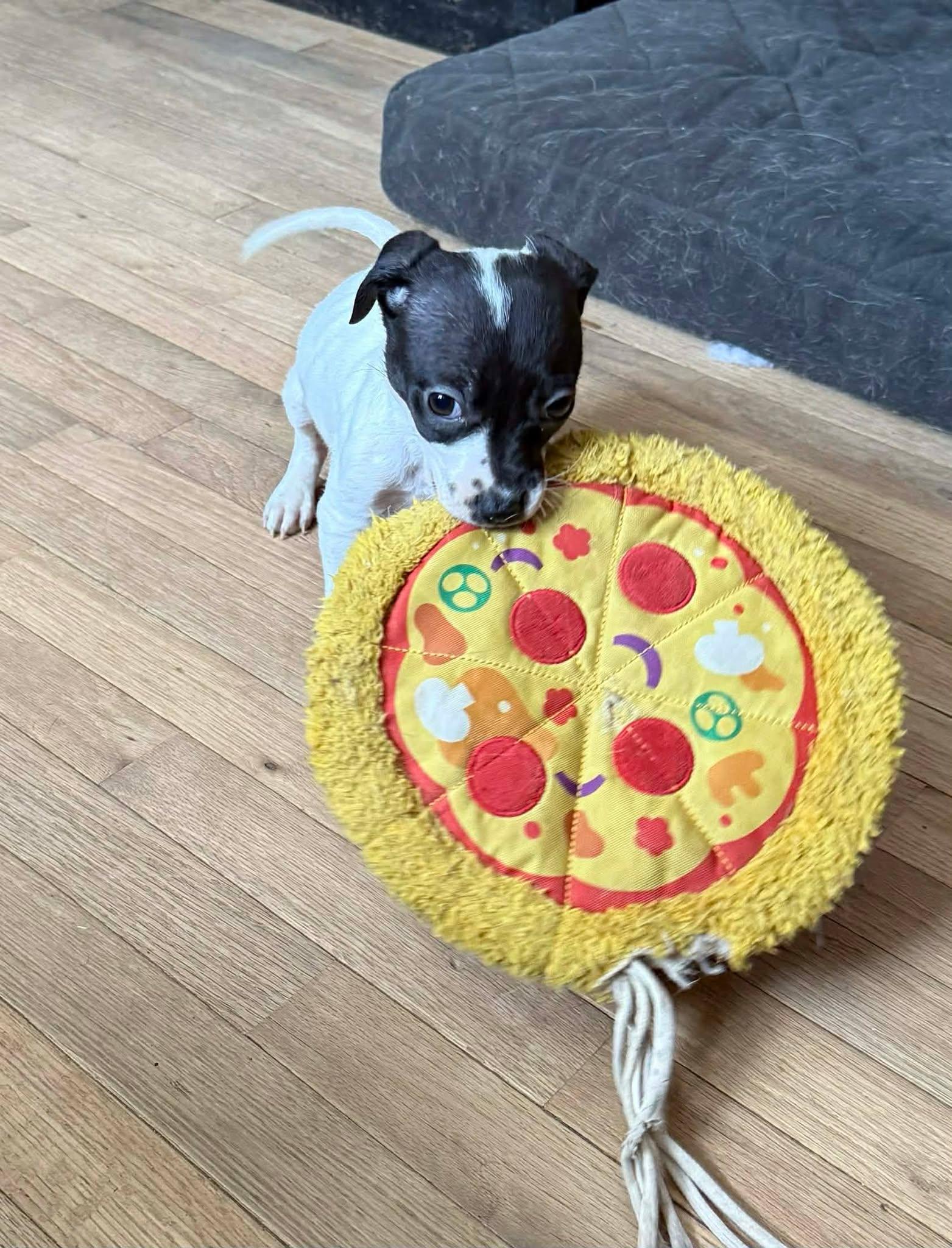 Enlarge Fred, a ADOPTABLE Mixed Breed in Springfield, VT image 2/3