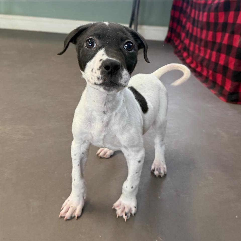 Enlarge Fred, a ADOPTABLE Mixed Breed in Springfield, VT image 1/3