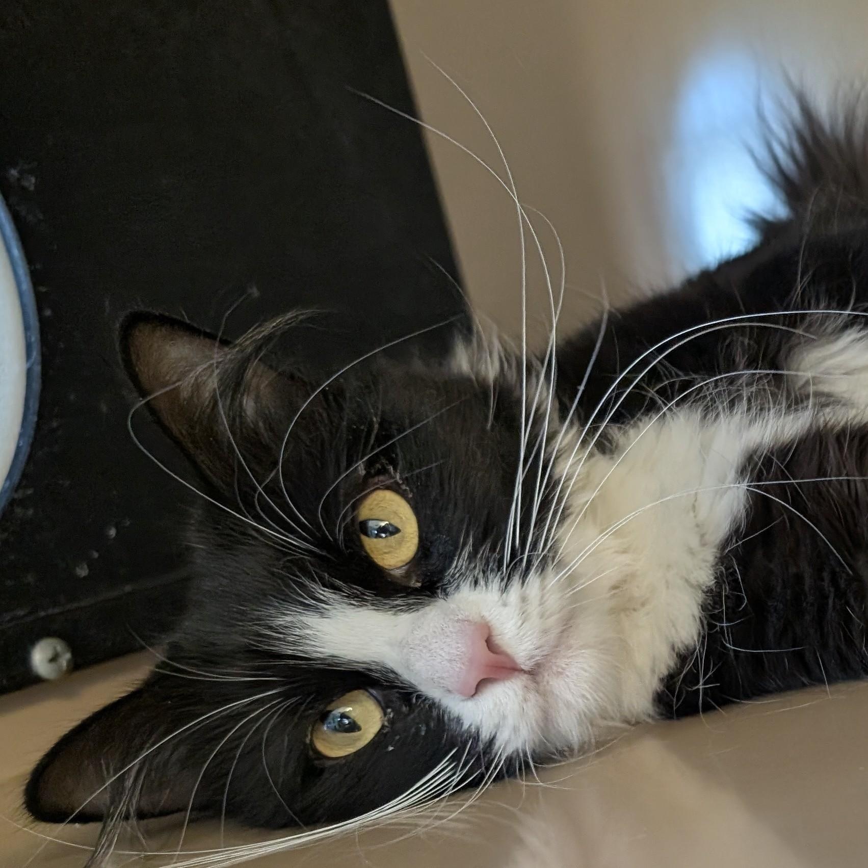 Regina, ADOPTABLE, Adult Female Domestic Medium Hair.