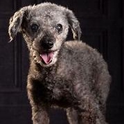 Suzi, a Adoptable Miniature Poodle in Dripping Springs, TX image 1/2