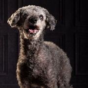 Suzi, a Adoptable Miniature Poodle in Dripping Springs, TX image 2/2