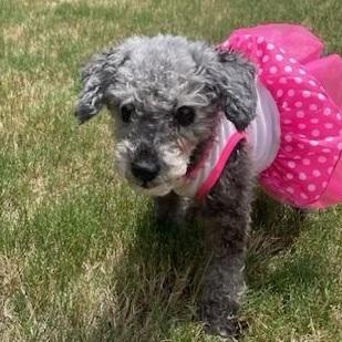 Enlarge Suzi, an adopted Miniature Poodle in Dripping Springs, TX image 1/3