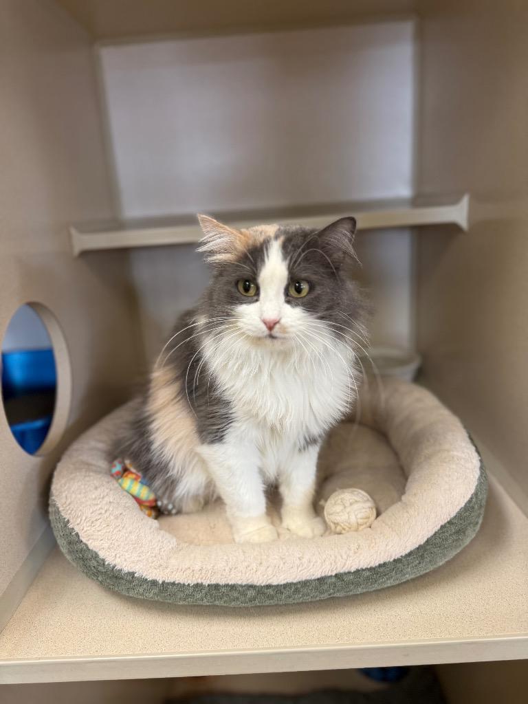 Enlarge April, a Adoptable mixed breed in Thayne, WY image 1/6