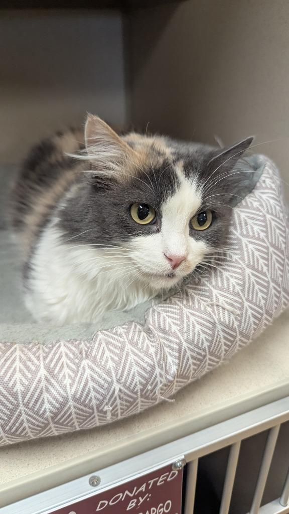 Enlarge April, a Adoptable mixed breed in Thayne, WY image 3/6