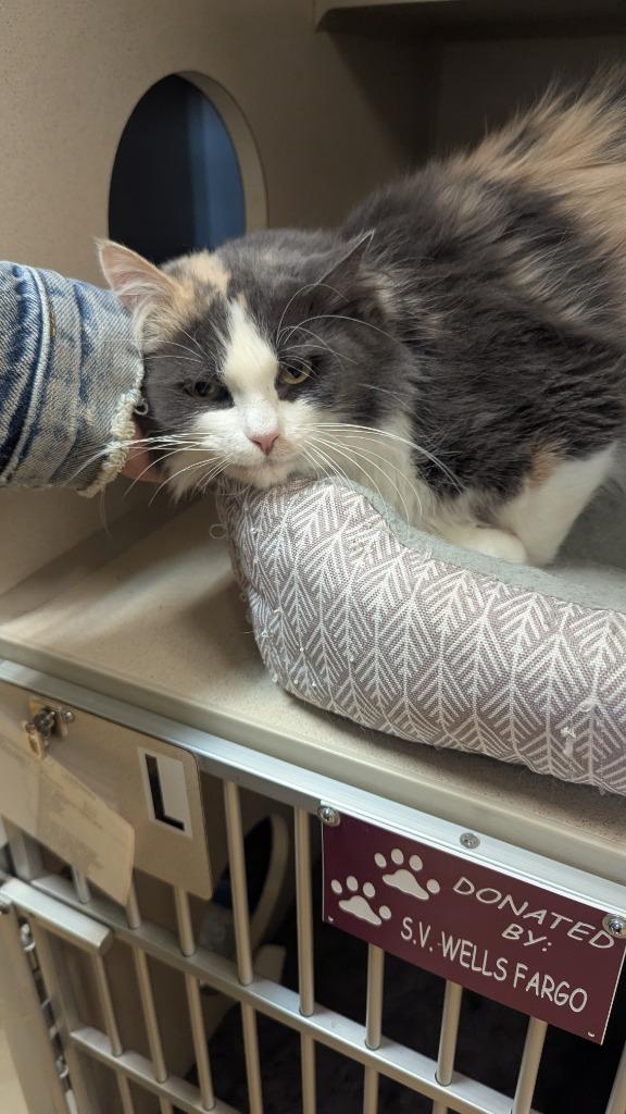 Enlarge April, a Adoptable mixed breed in Thayne, WY image 4/6