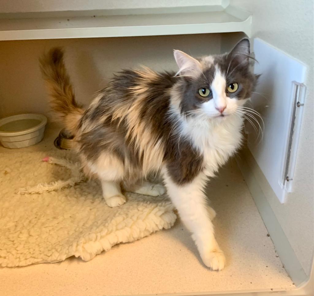 Enlarge April, a Adoptable mixed breed in Thayne, WY image 5/6