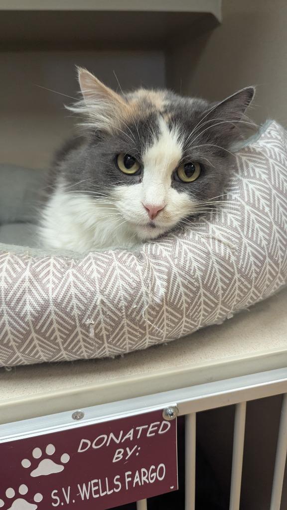 Enlarge April, a Adoptable mixed breed in Thayne, WY image 6/6