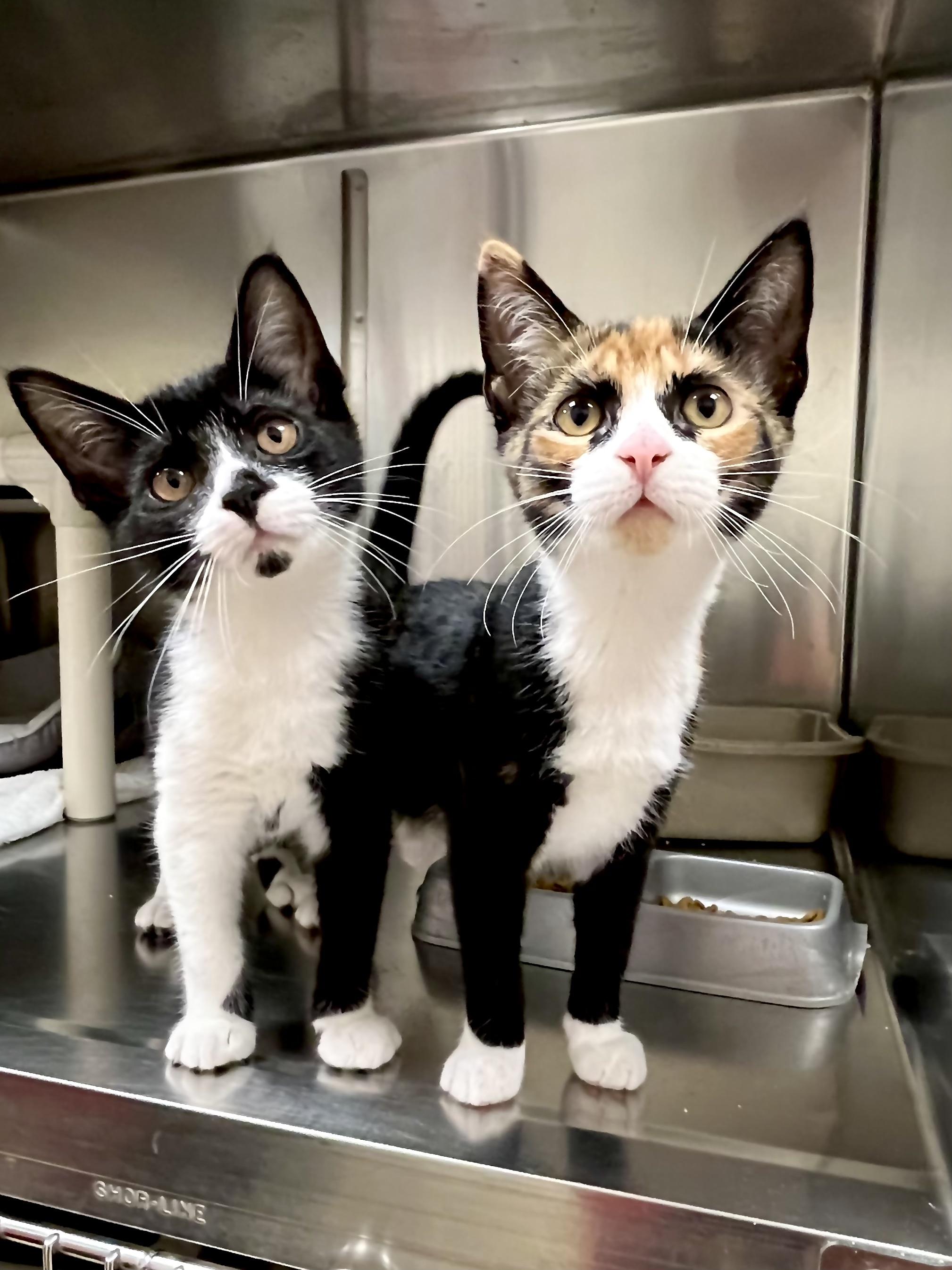 Sylvie & Wanda, Adoptable, Kitten Female Calico.