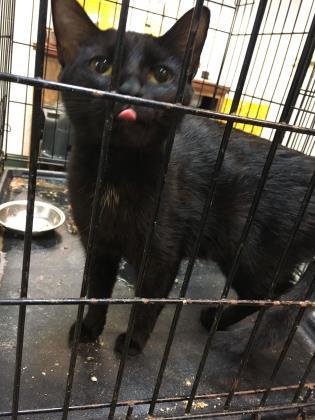 Enlarge Skater, a Adoptable Domestic Short Hair in Anderson, IN image 1/3