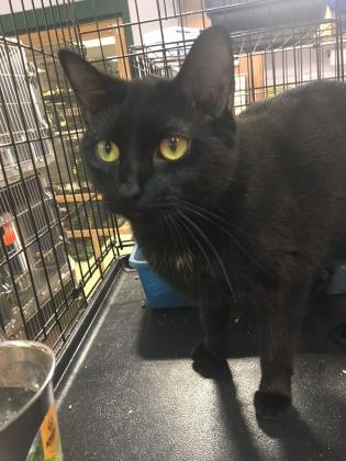 Skater, Adoptable, Adult Female Domestic Short Hair & Domestic Short Hair.