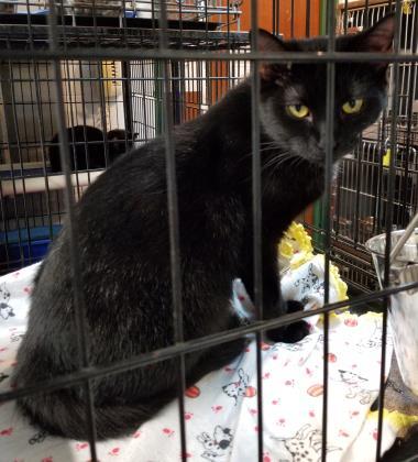 Skater, a Adoptable Domestic Short Hair in Anderson, IN image 3/3