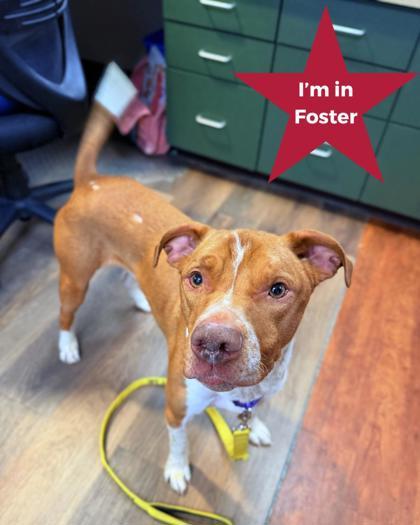 Maui, ADOPTABLE, Adult Male Mixed Breed.