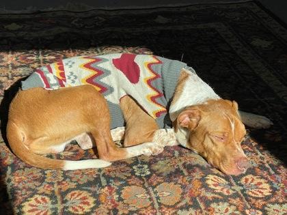 Enlarge Maui, a ADOPTABLE Mixed Breed in Traverse City, MI image 3/4