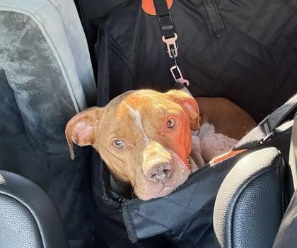 Enlarge Maui, a ADOPTABLE Mixed Breed in Traverse City, MI image 2/4