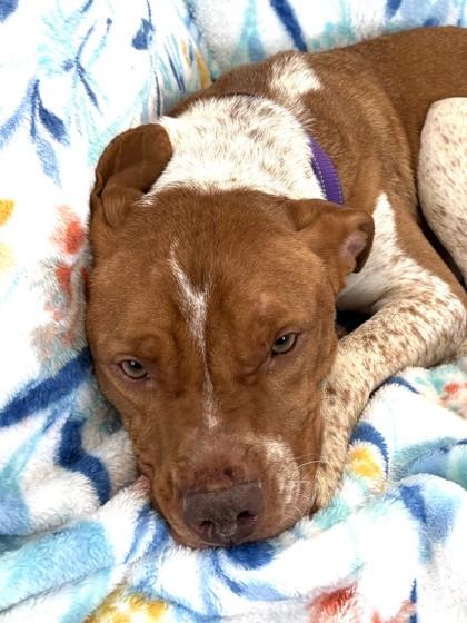 Enlarge Maui, a ADOPTABLE Mixed Breed in Traverse City, MI image 4/4