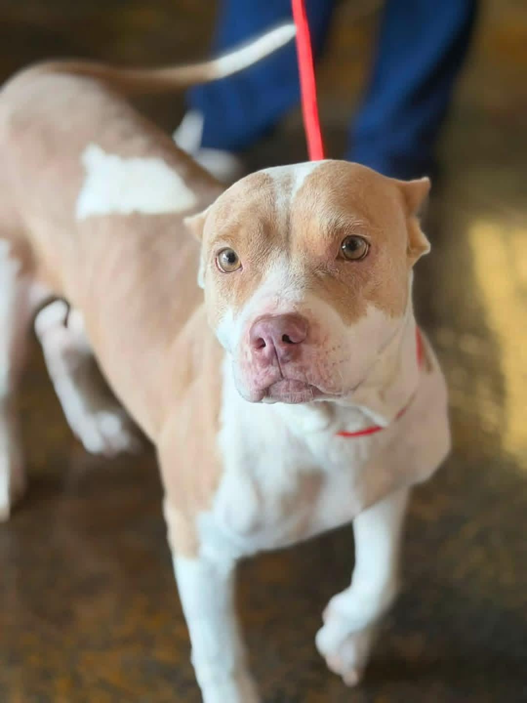 Enlarge Willow, a Adoptable American Bulldog in Lutz, FL image 3/3