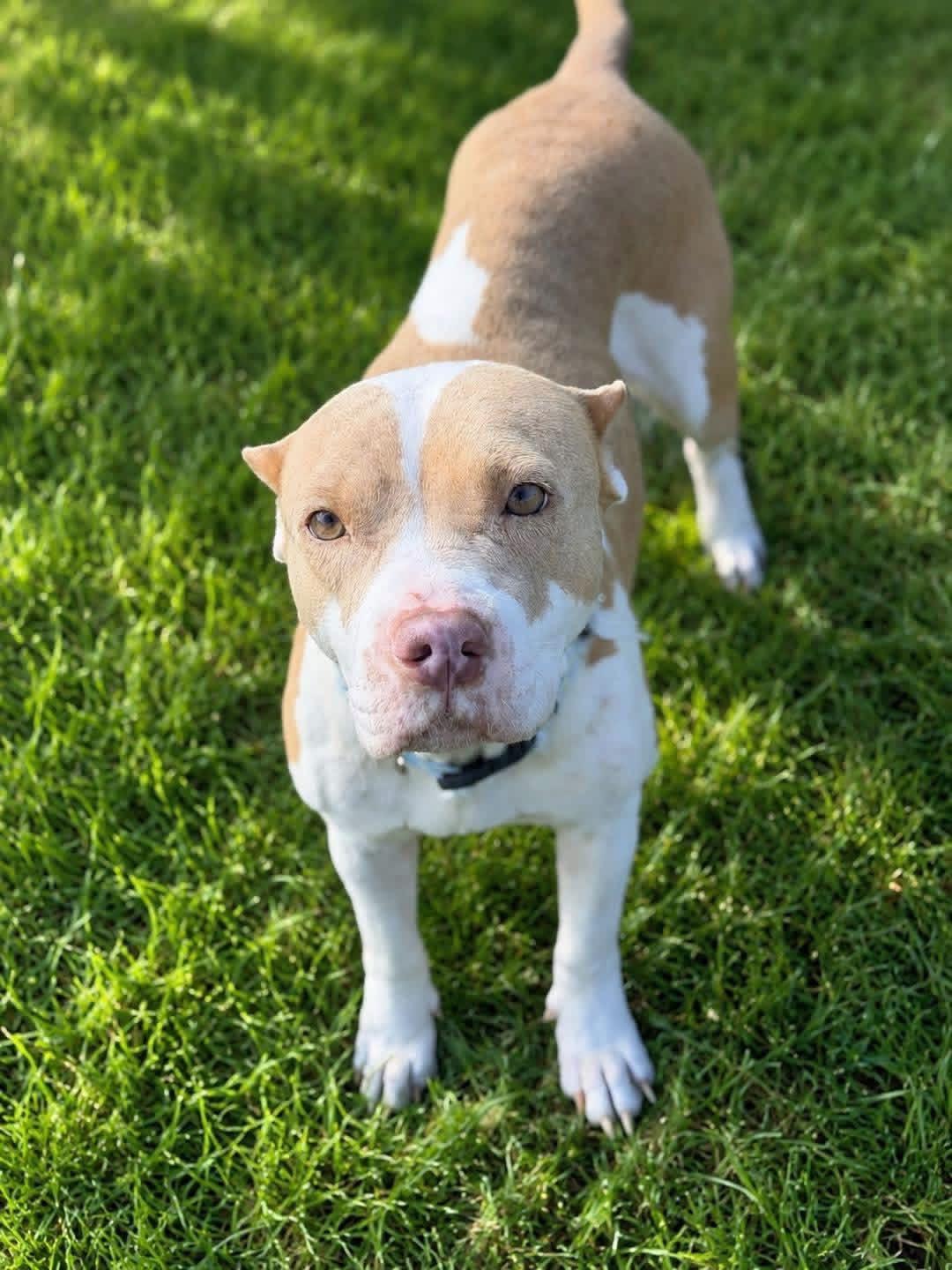 Willow, Adoptable, Adult Female American Bulldog.