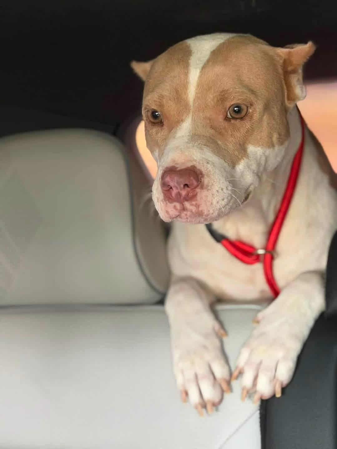Enlarge Willow, a Adoptable American Bulldog in Lutz, FL image 2/3
