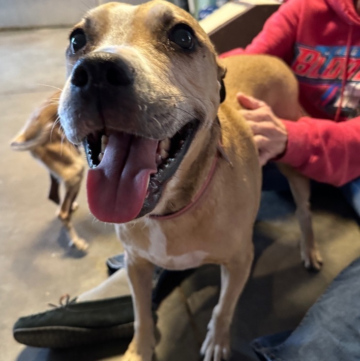 Enlarge Sedona , a Adopted mixed breed in Dewey, AZ image 1/1