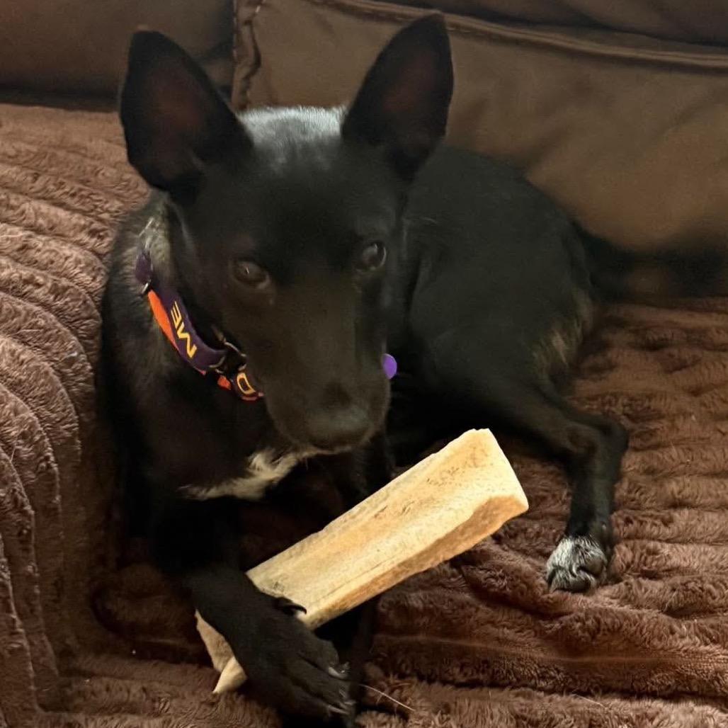 Gobstopper, Adoptable, Young Male Chihuahua & Mixed Breed.