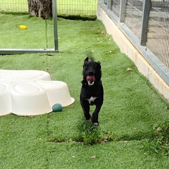 Enlarge Gobstopper, a Adoptable mixed breed in Chicago, IL image 2/6
