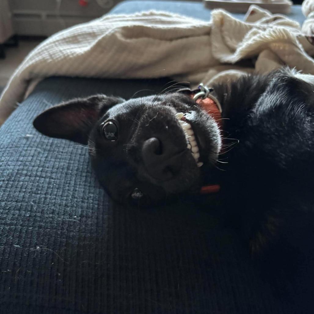 Enlarge Gobstopper, a Adoptable mixed breed in Chicago, IL image 3/6