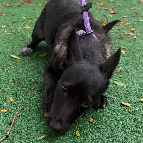 Enlarge Gobstopper, a Adoptable mixed breed in Chicago, IL image 4/6