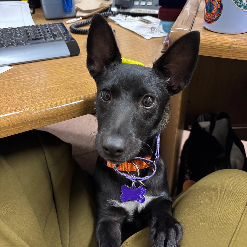 Enlarge Gobstopper, a Adoptable mixed breed in Chicago, IL image 5/6