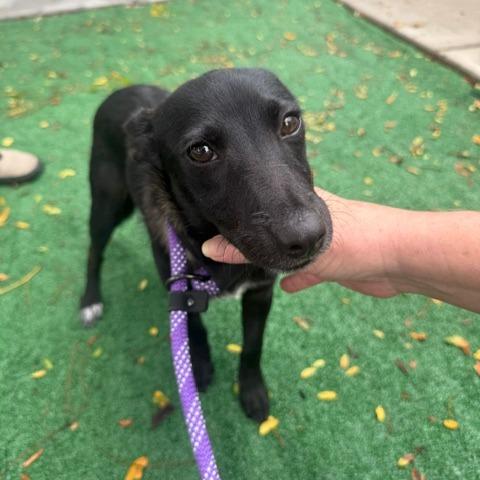 Enlarge Gobstopper, a Adoptable mixed breed in Chicago, IL image 6/6