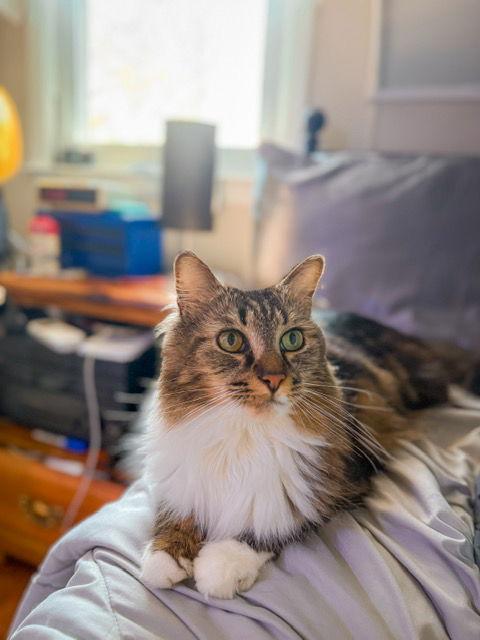 Smoochie, Adopted, Adult Male Maine Coon & Tabby.