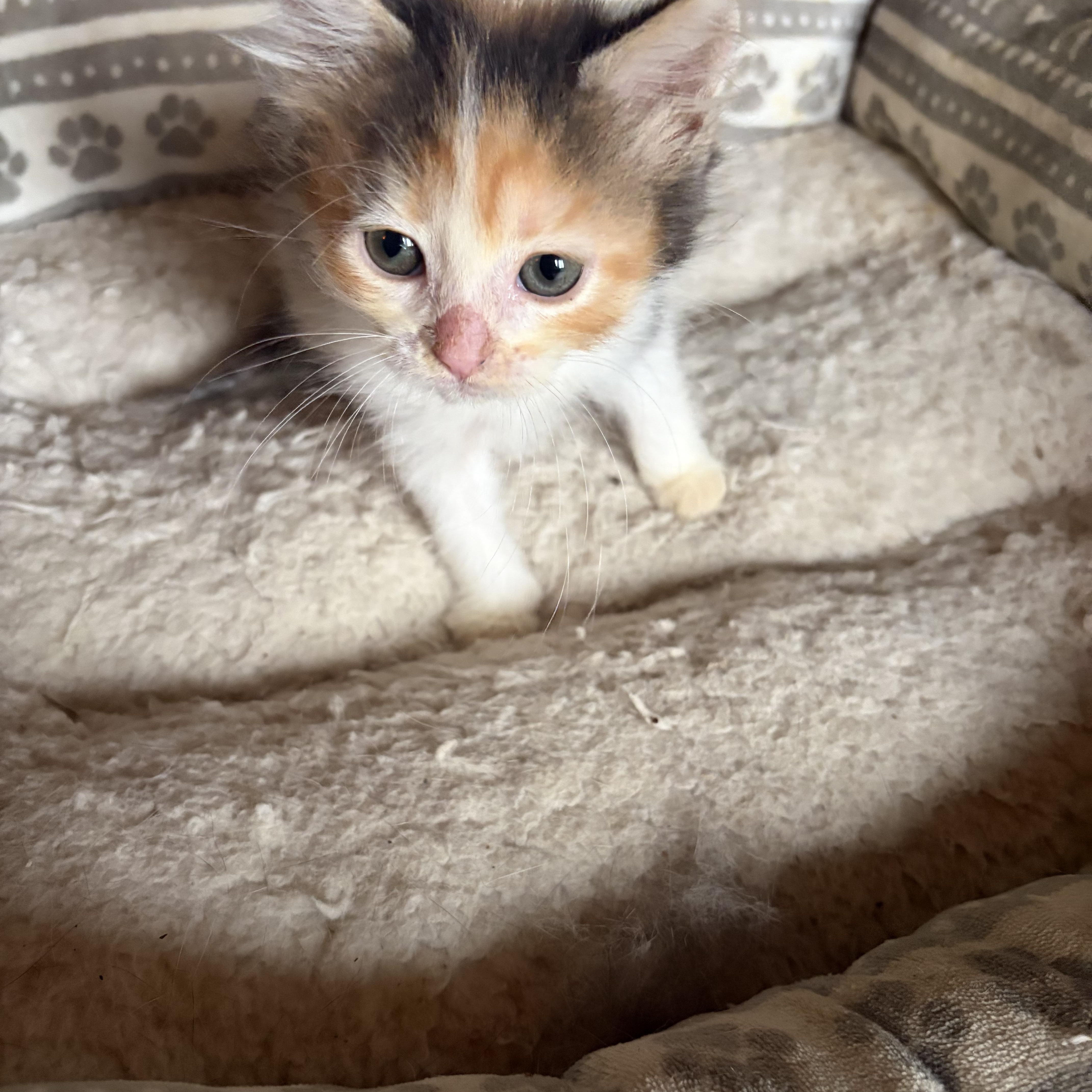 Enlarge Ivy, a Adoptable Calico in Coatesville, PA image 4/4