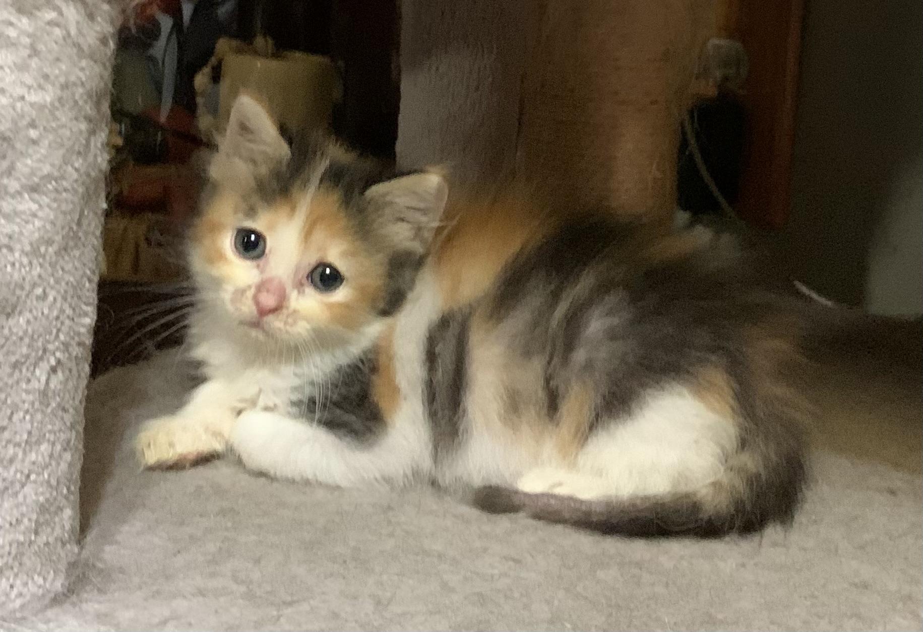 Enlarge Ivy, a Adoptable Calico in Coatesville, PA image 3/4