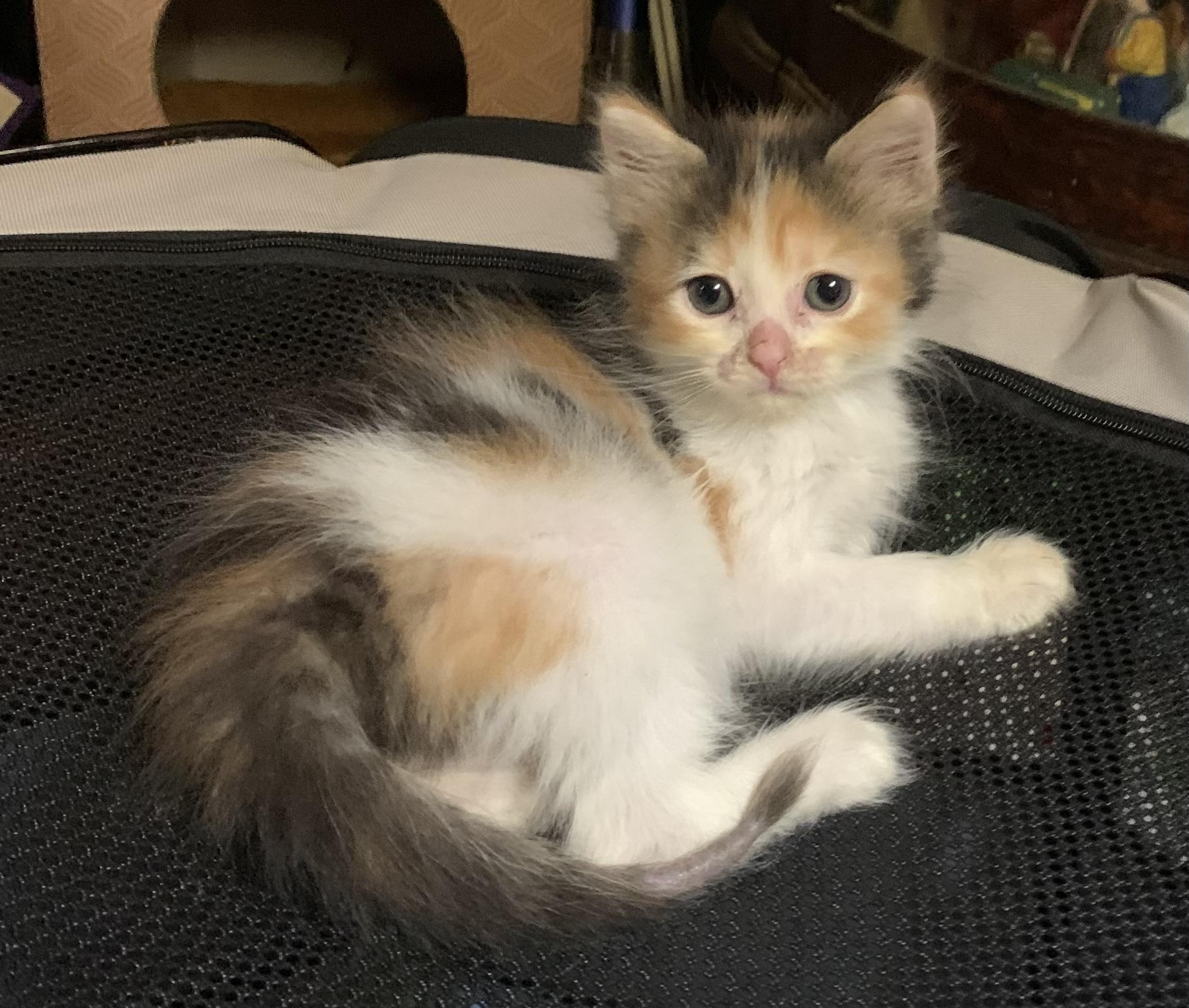 Ivy, Adoptable, Kitten Female Calico.