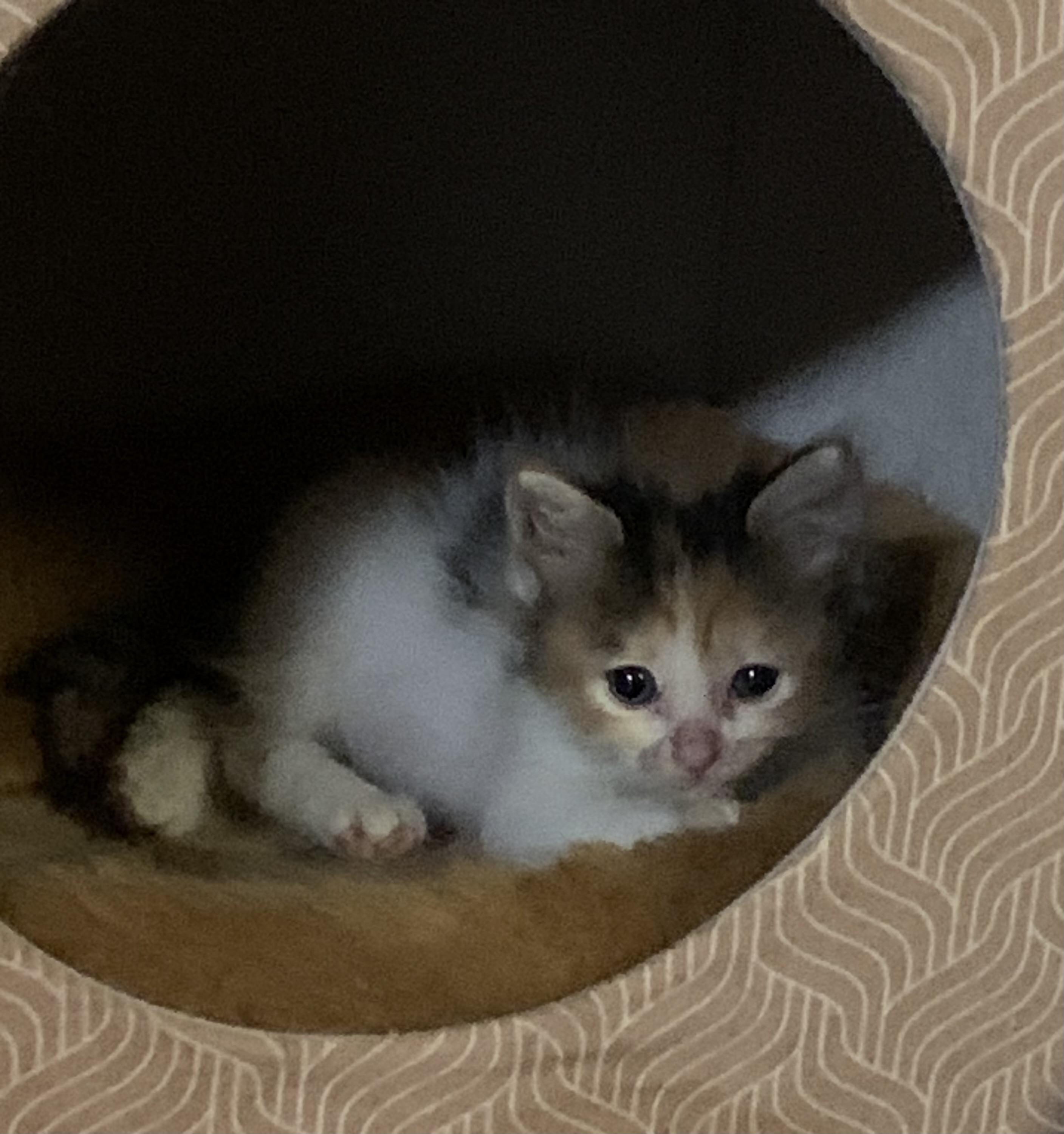 Enlarge Ivy, a Adoptable Calico in Coatesville, PA image 2/4