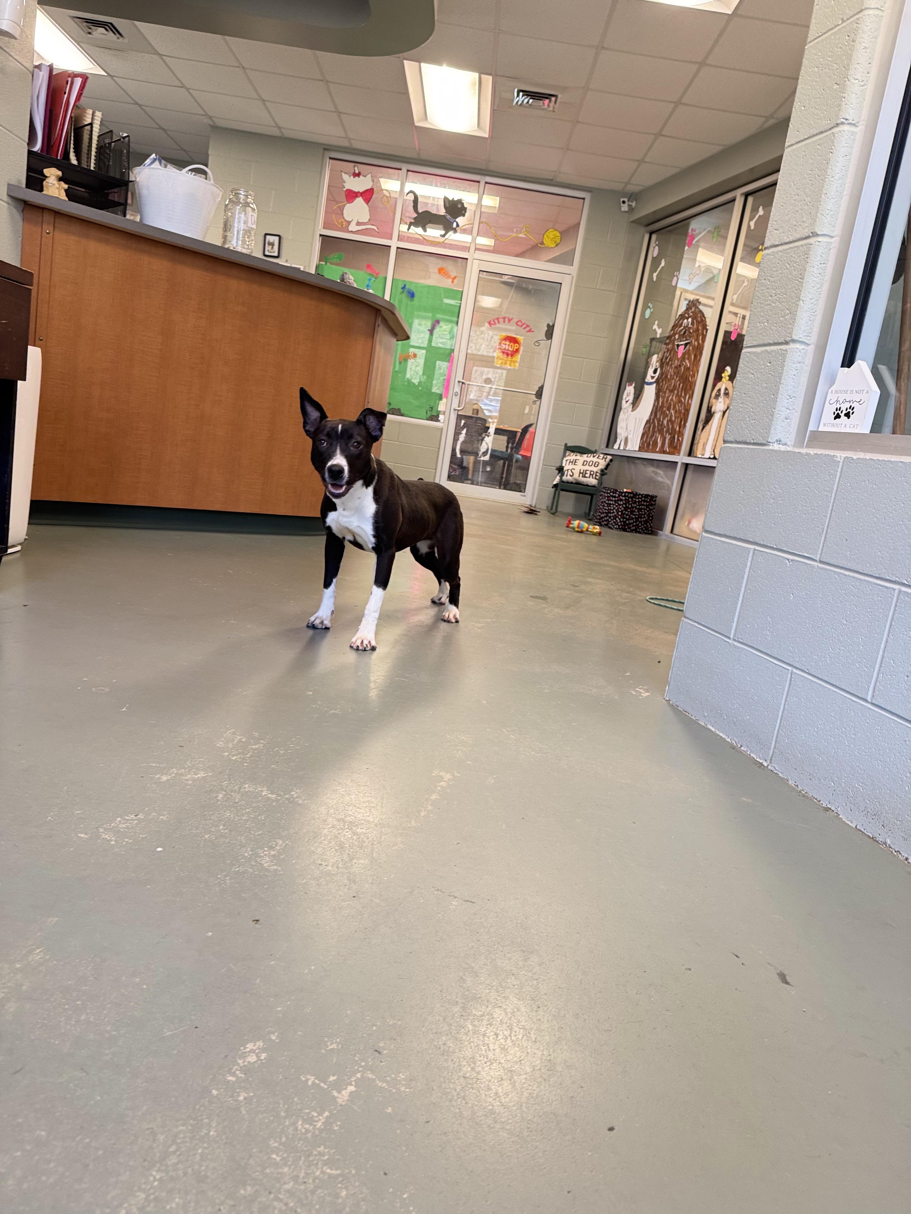 Buttercup thumbnail 2