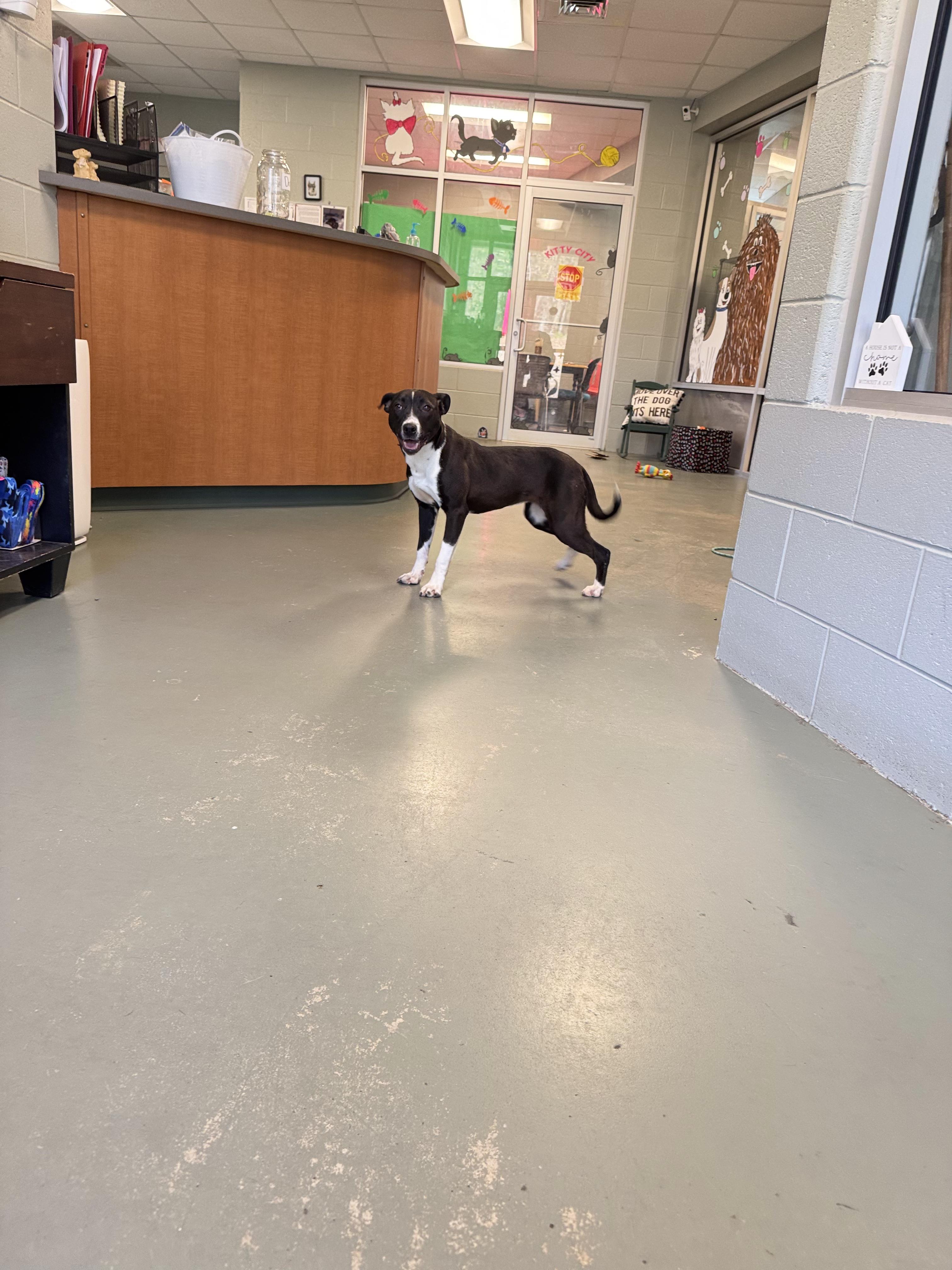 Buttercup thumbnail 4