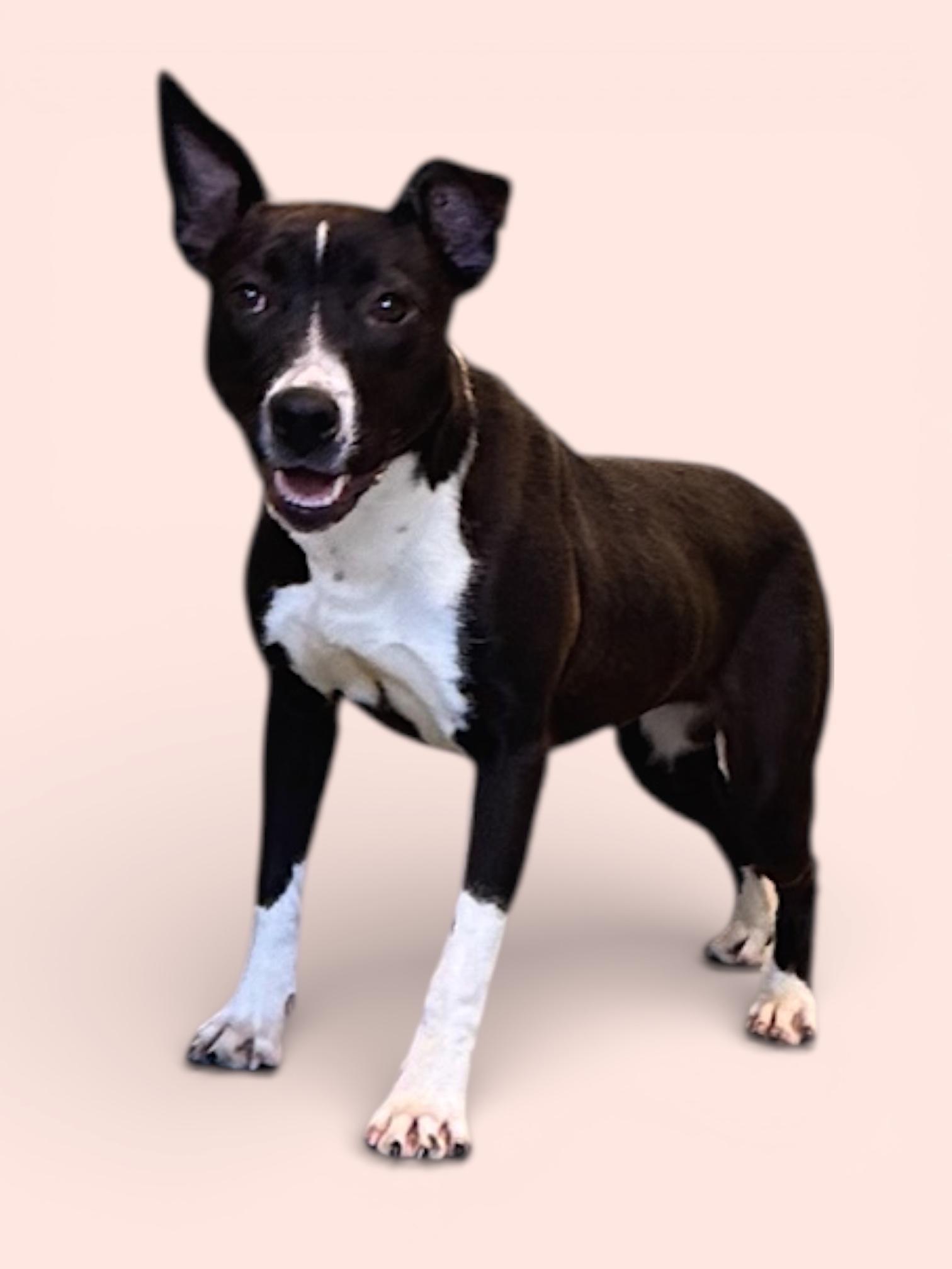 Buttercup, ADOPTABLE, Adult Female Bull Terrier.