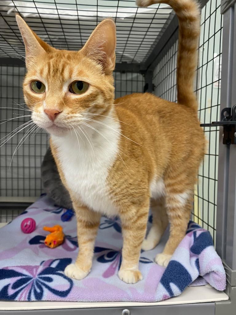 Chandler, Adoptable, Adult Male Domestic Short Hair.