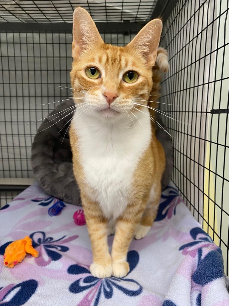 Chandler, a Adoptable mixed breed in Grants Pass, OR image 2/3