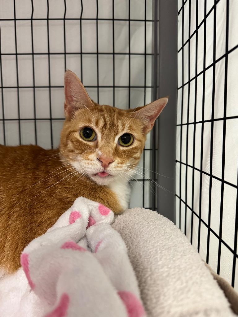 Enlarge Chandler, a Adoptable mixed breed in Grants Pass, OR image 1/1