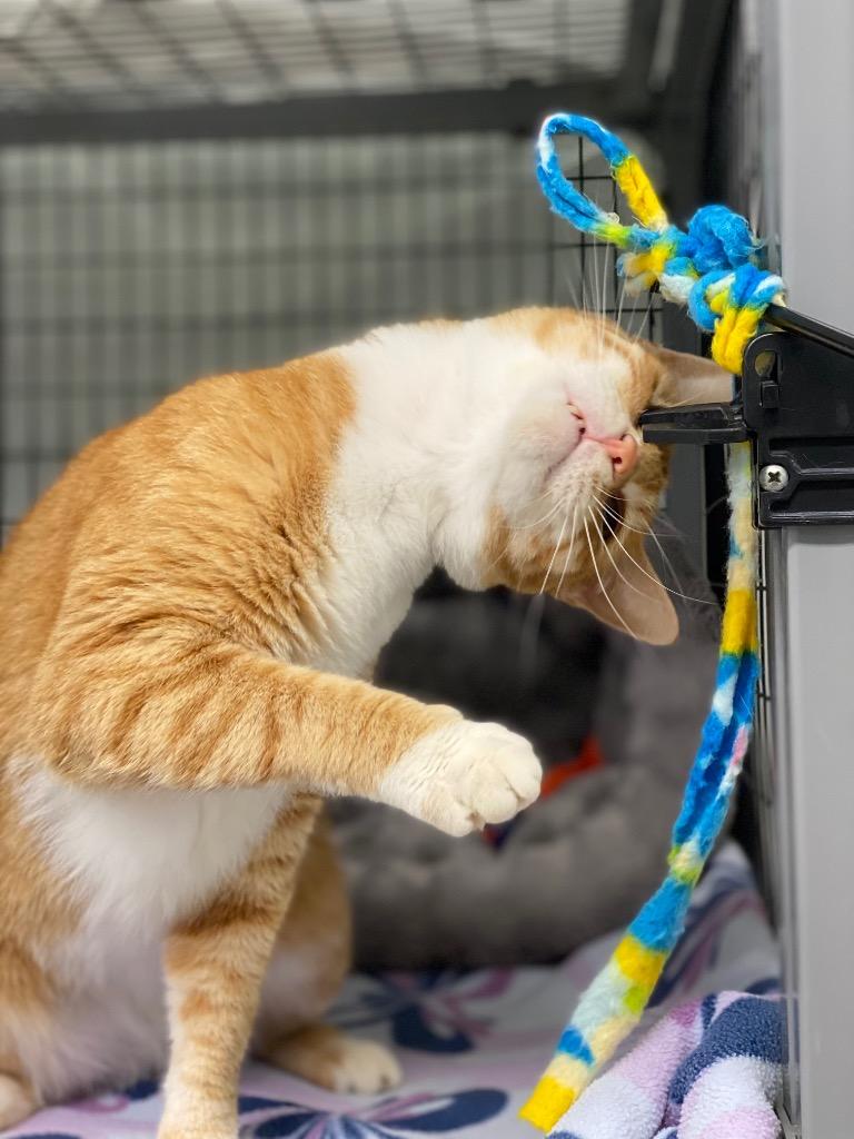 Chandler, a Adoptable mixed breed in Grants Pass, OR image 3/3