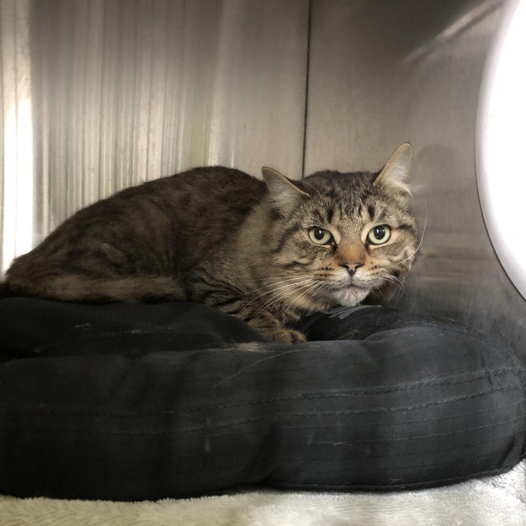 Jacob, Adoptable, Adult Male Domestic Short Hair.