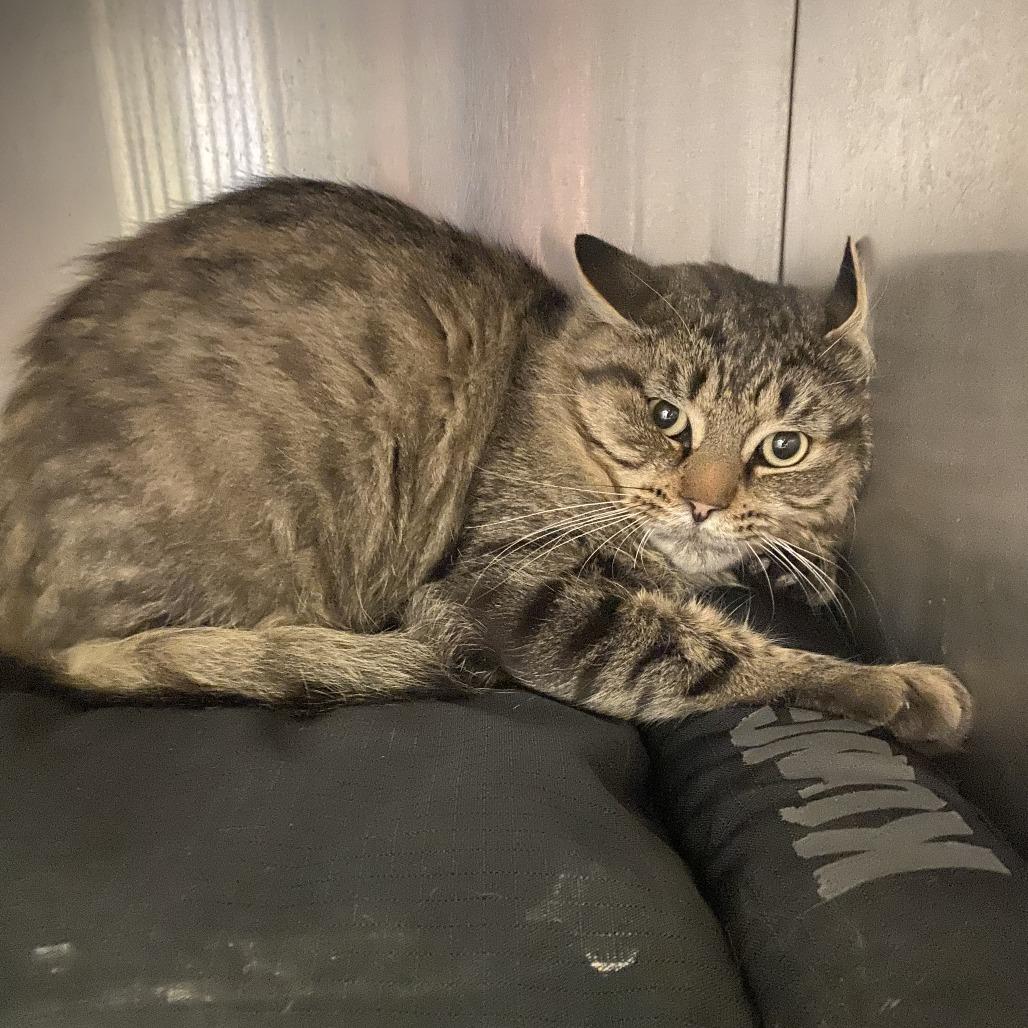 Enlarge Jacob, a Adoptable Domestic Short Hair in West Plains, MO image 2/3